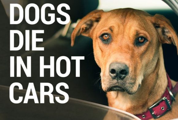 Hot Cars And Pet Safety