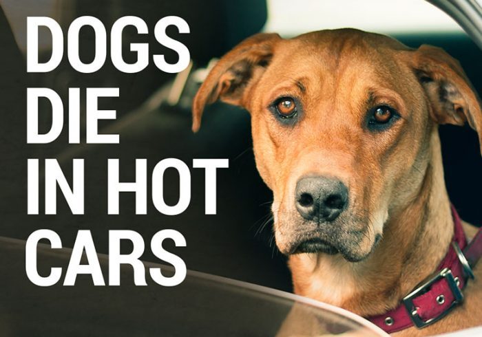 Hot Cars And Pet Safety