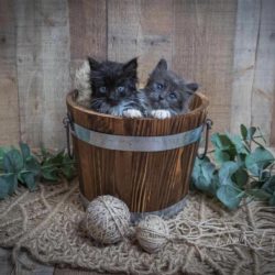 Direct Line Phone Numbers