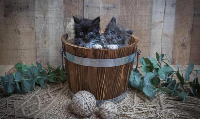 Direct Line Phone Numbers