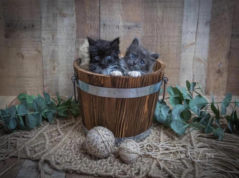 Direct Line Phone Numbers